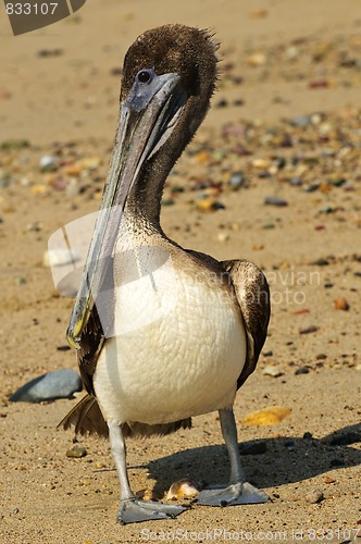 Image of Pelican on beach in Mexico