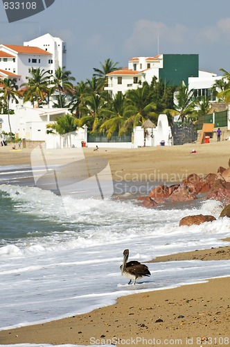 Image of Pelican on beach in Mexico