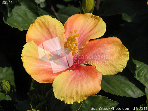 Image of Hibiscus