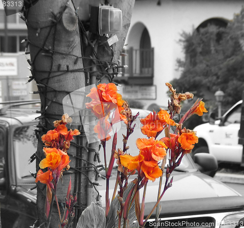 Image of Orange flowers