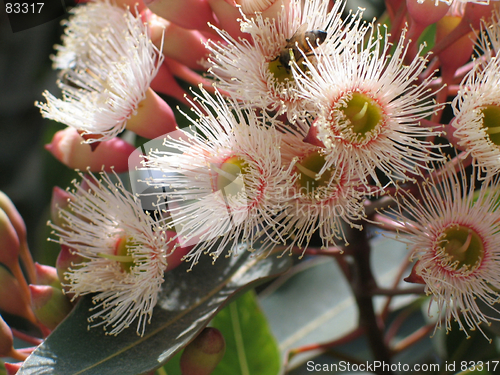 Image of Flowers and bees