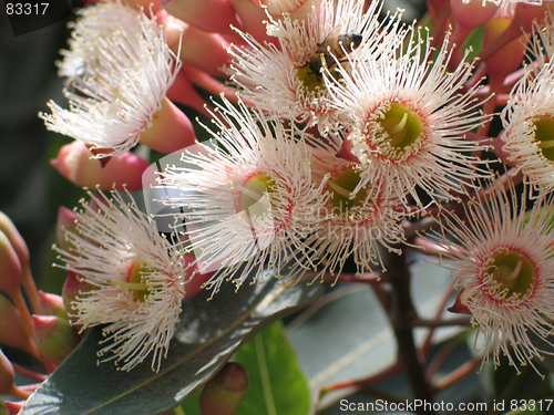 Image of Flowers and bees