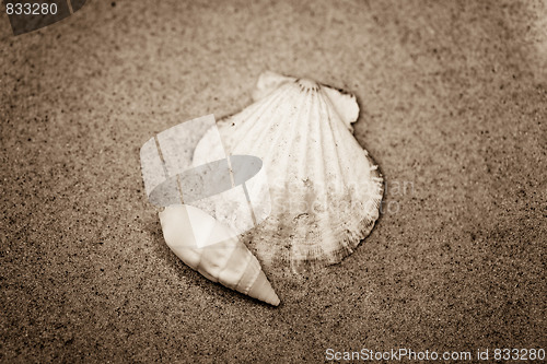 Image of shell