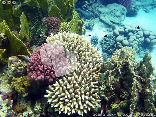 Image of Corals