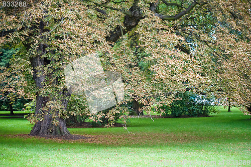 Image of Autumn park