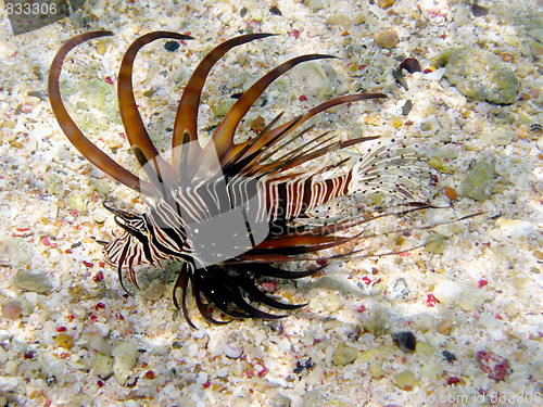 Image of Lionfish