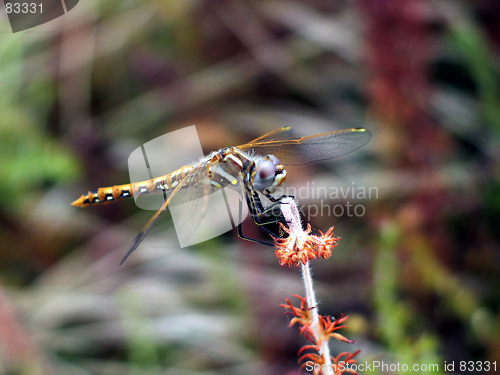 Image of Dragonfly