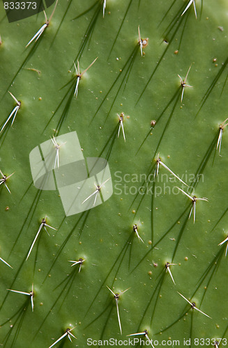 Image of Cactus Texture