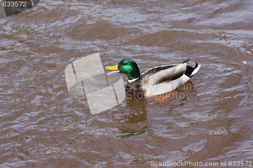 Image of Male mallard duck