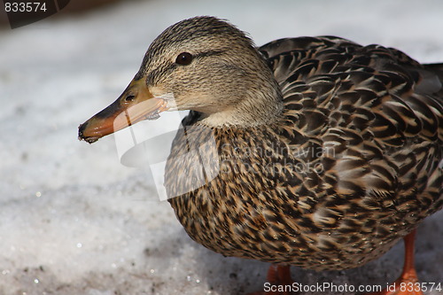 Image of Female mallard duck