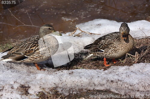 Image of Two female mallard ducks