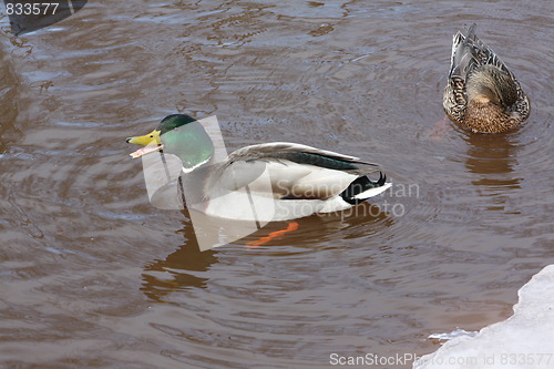 Image of Male and female mallard ducks.