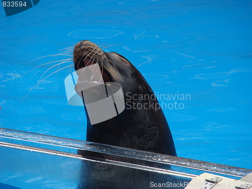 Image of Seal