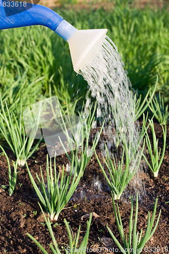 Image of Spring onion on the vegetable garden