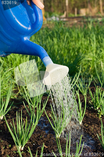 Image of Spring onion is watered on the vegetable garden close-up