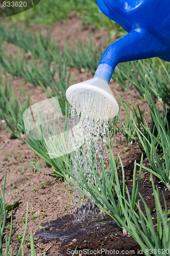 Image of Sprouts of spring onion is watered on the vegetable garden close