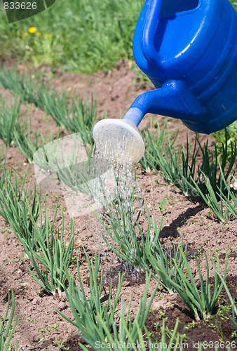 Image of Sprouts of spring onion on the vegetable garden