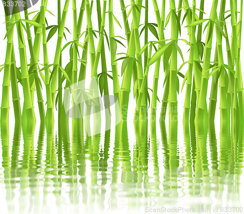 Image of chinese bamboo trees