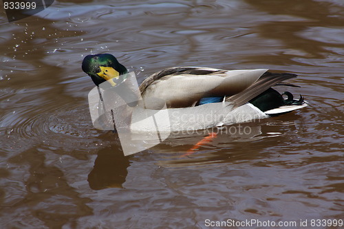 Image of A male mallard duck.