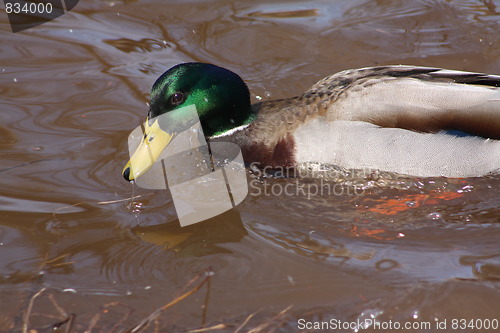 Image of A male mallard duck.