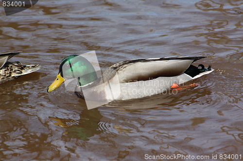 Image of Male mallard duck