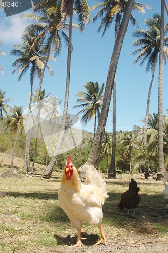 Image of tropical chicken 394