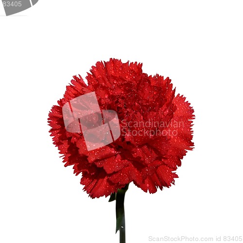 Image of Carnation 1