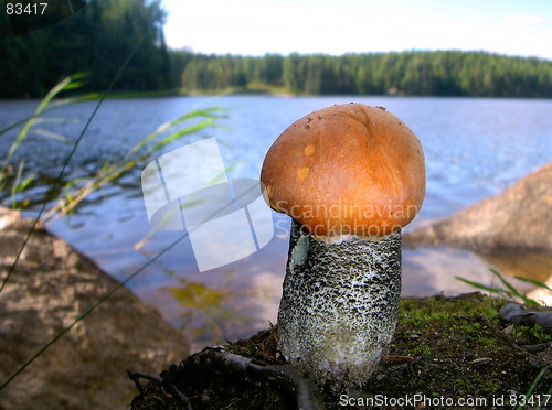 Image of Edible mushroom Leccinum