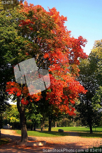 Image of Autumn tree