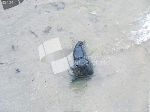 Image of Baby seal