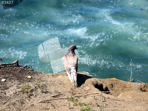 Image of A pigeon