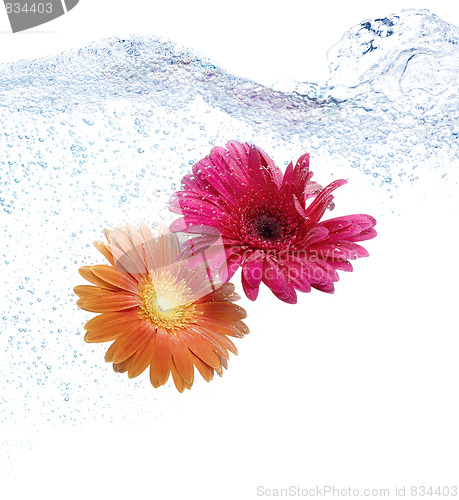 Image of Daisies in the water