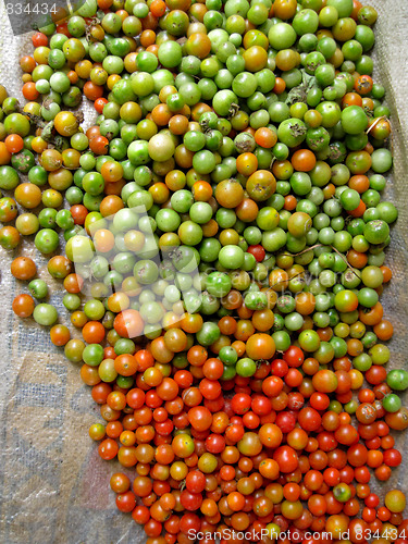Image of Harvested Tomatoes