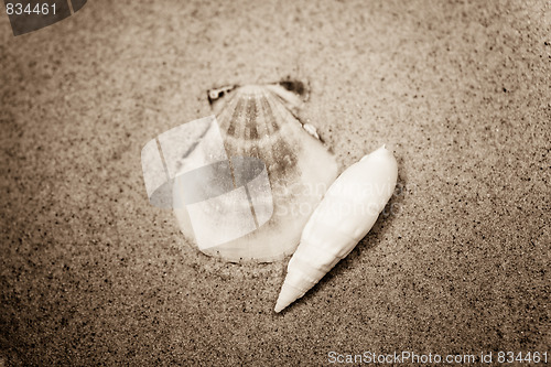 Image of shell