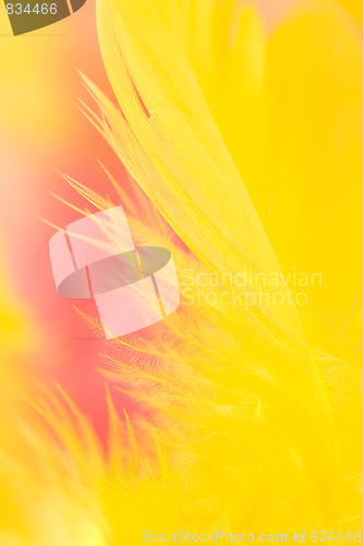 Image of colorful feathers background
