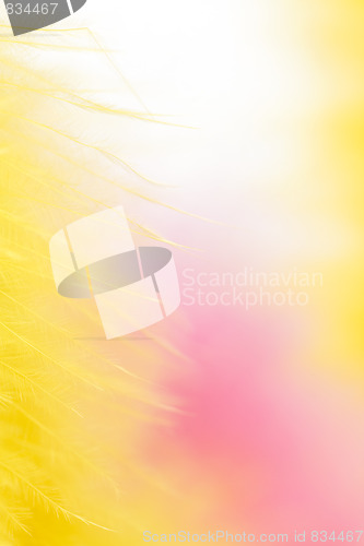 Image of colorful feathers background