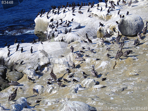 Image of Bird on beach 4