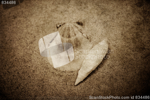 Image of shell