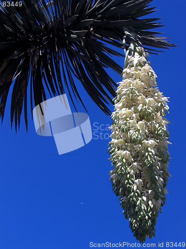 Image of Palm fruit