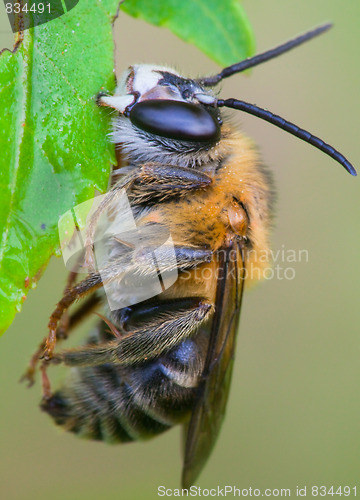 Image of bee