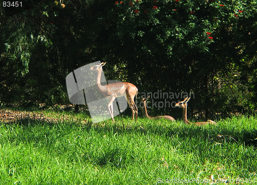 Image of Antelopes