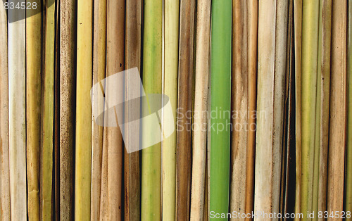 Image of bamboo