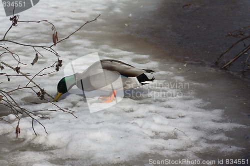 Image of Mallard duck