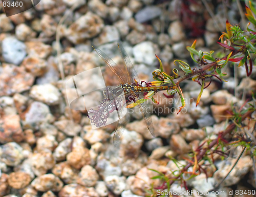Image of Dragonfly 3