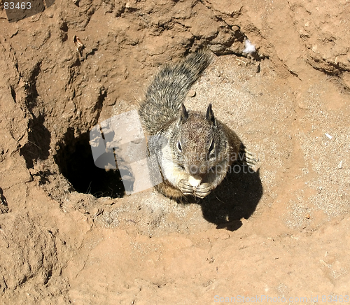 Image of Ground squirrel 2