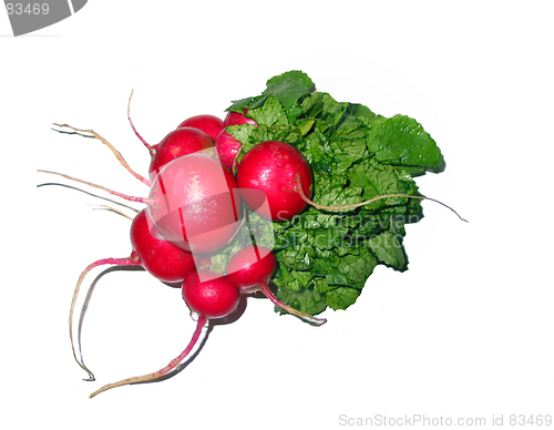 Image of Radish bunch