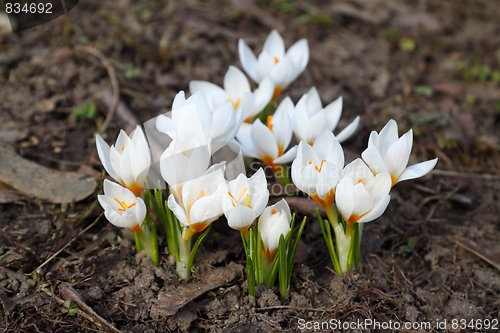 Image of Crocuses