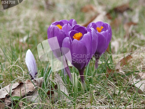 Image of Crocuses