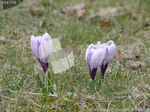 Image of Crocuses