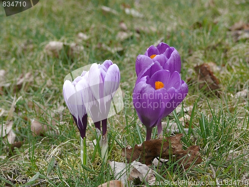 Image of Crocuses